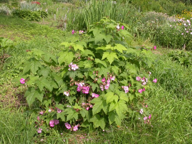 Rubus odoratus